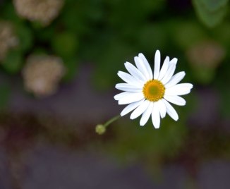 19753433535_b48f6d007c_o