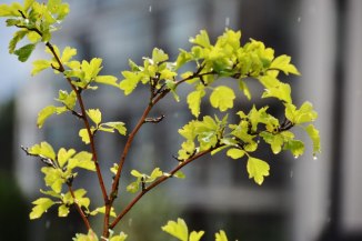 20978346819_657815314c_o