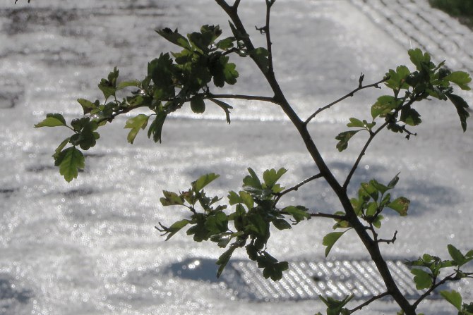 21572953150_57d70f139f_o