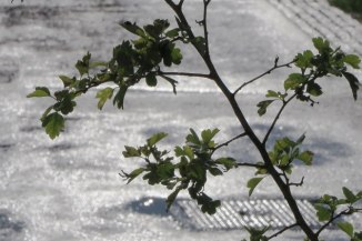 21572953150_57d70f139f_o