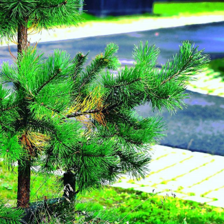 21597904476_56aeeefcf7_o