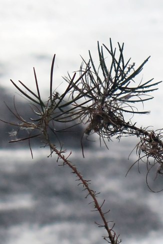 21760924195_1b9ed4603b_o