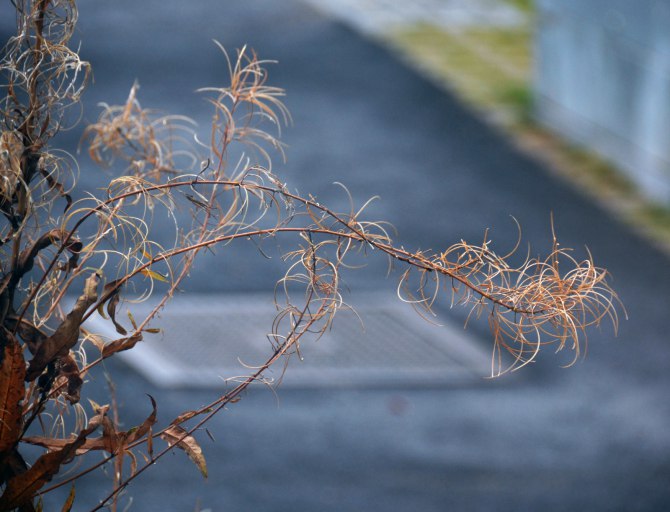 22298525688_e876973639_o