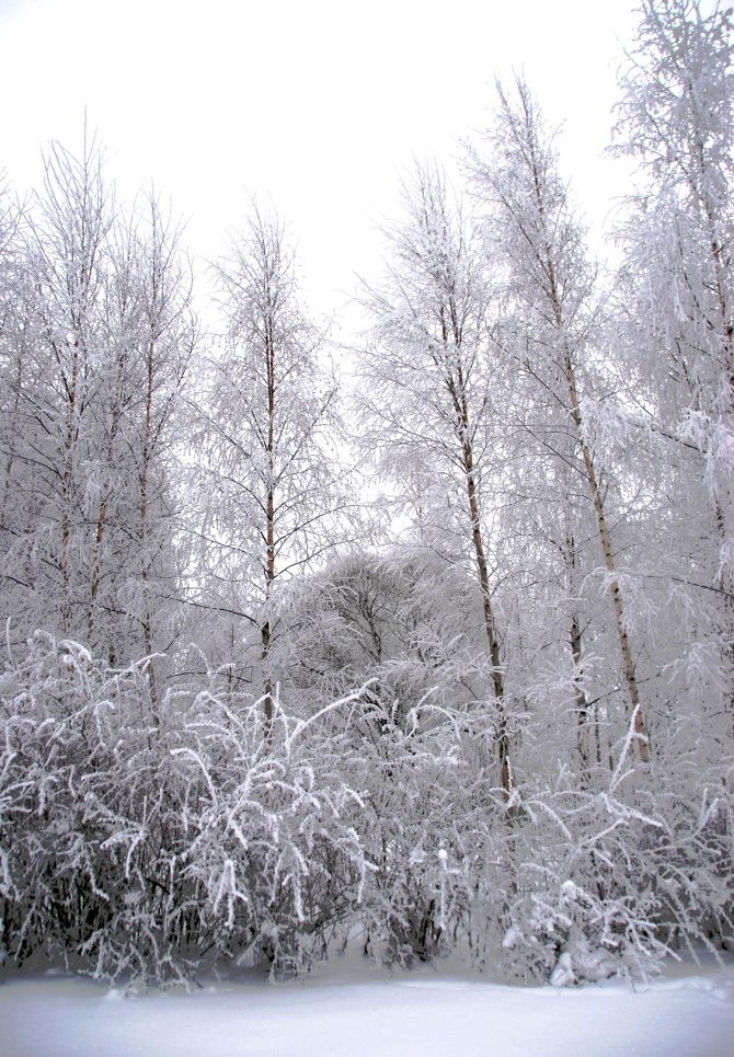 frosted-forest (DAY 1)