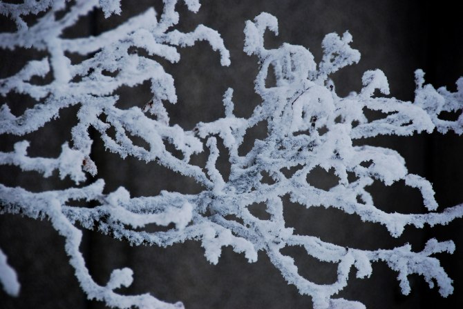 frozen-tenticles-(DAY-8)