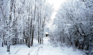 winter-world (DAY 8)