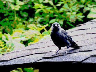 Whatcha looking at 3