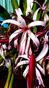 Alien-lifeforce-or-plantlife