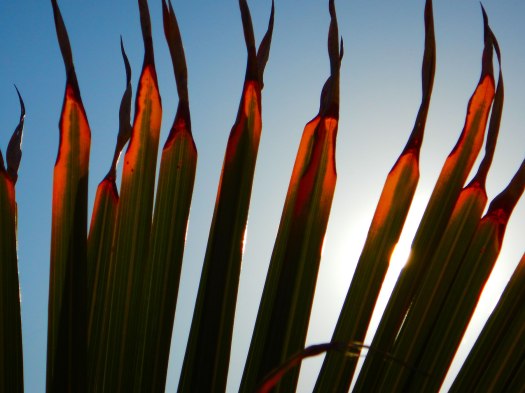 basking-in-the-sun-1