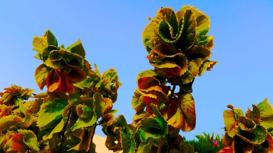 hungry-hungry-triffids