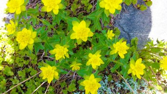 pretty-yellow-flowers