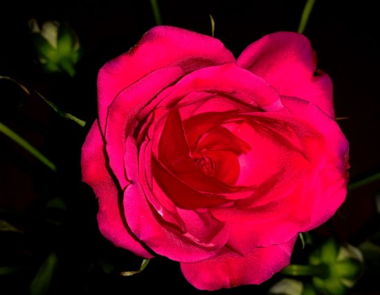 roses-are-red-2