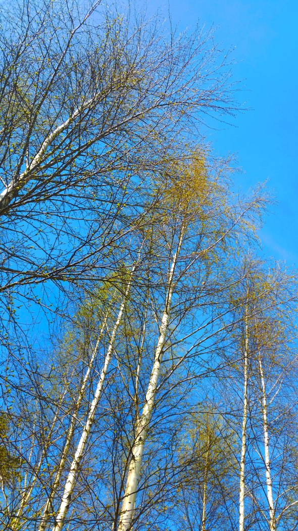 spring-is-in-the-air-1