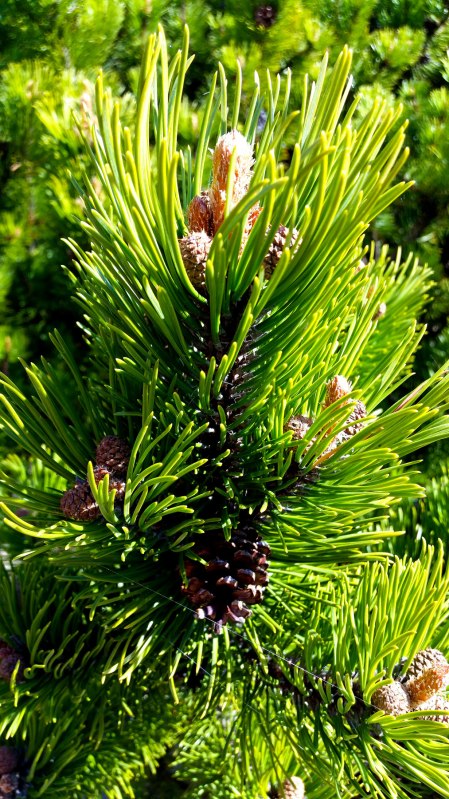 spring-pine