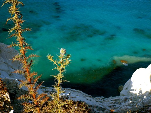 17457528884_d486cd54b9_o