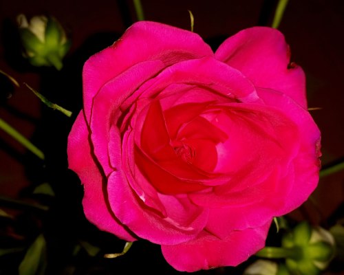 red-roses-4