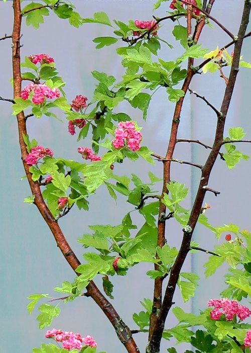rose-tree