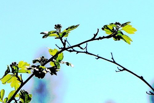 branches-2