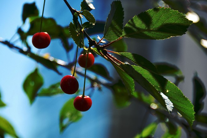 juicy-and-delicious-2