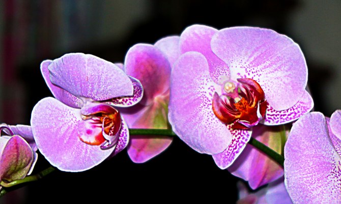 orchids-1