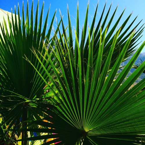 palmtrees 2