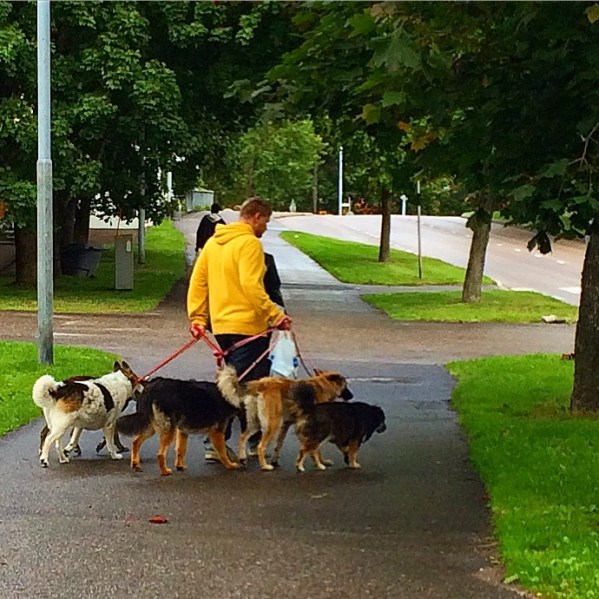 dog-walker