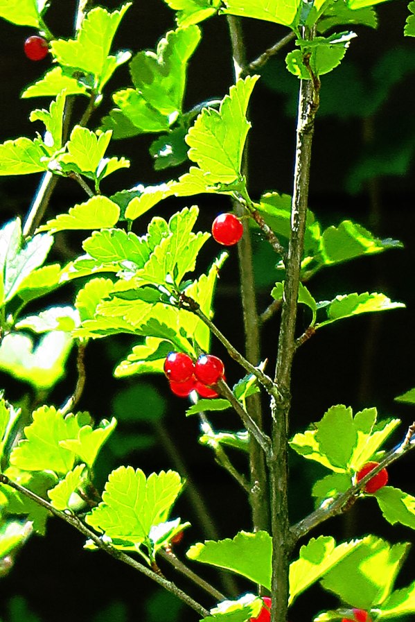 red-berries-3