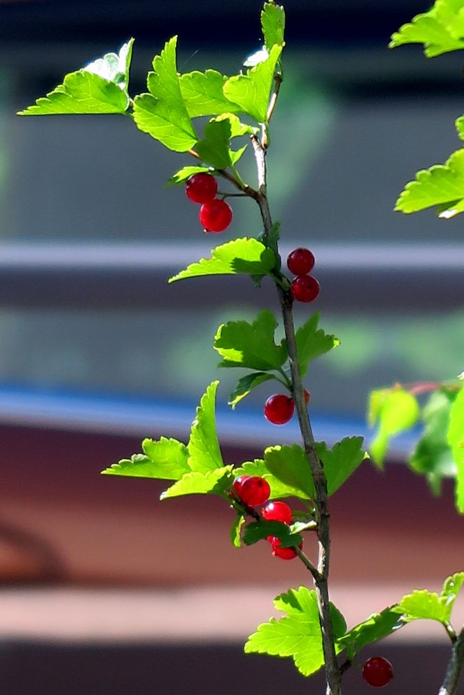 red-berries-4