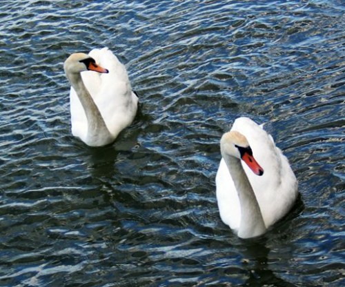 swans