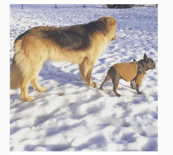 leader-of-the-pack-2