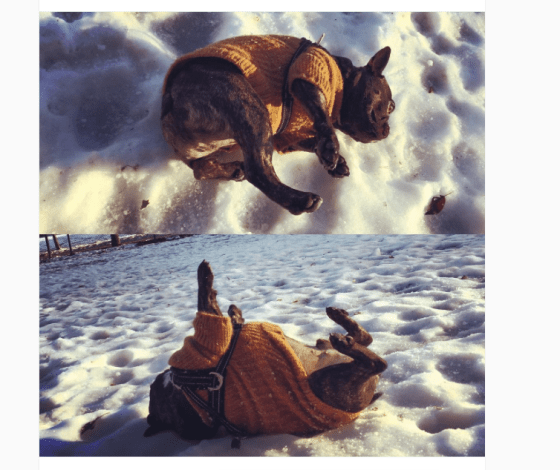 leader-of-the-pack-3