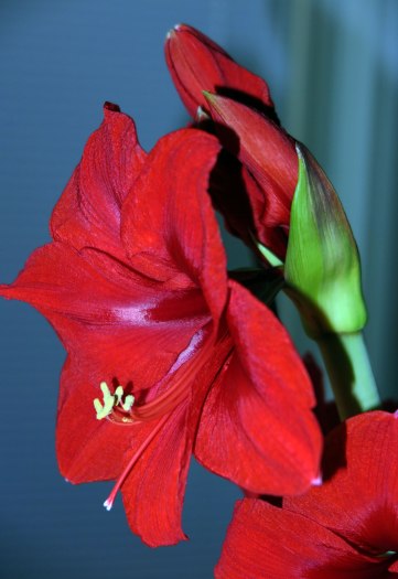 amaryllis-1