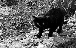 black-cat-bw