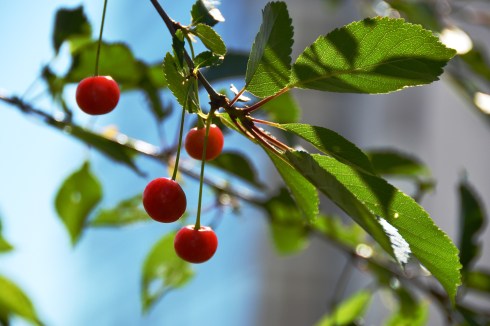 cherries-1