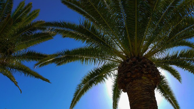 under-the-palm-trees