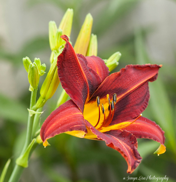 SonyaLiraPhotographyDayLily2