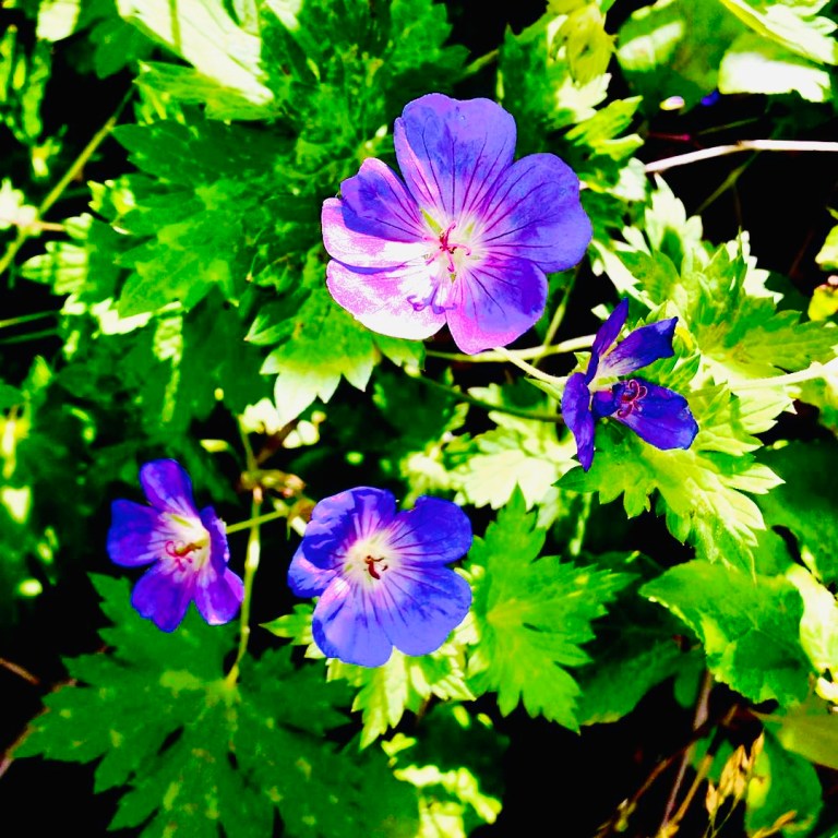 Purple | Rantings Of A Third Kind